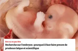 Photo embryon humain
